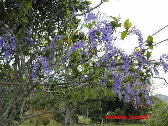 petrea volubilis.jpg